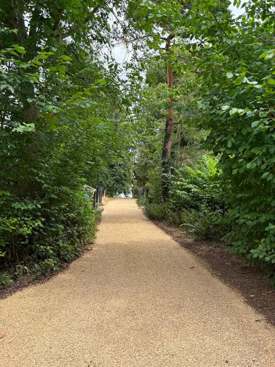 Golden stone access drive between trees and hedges